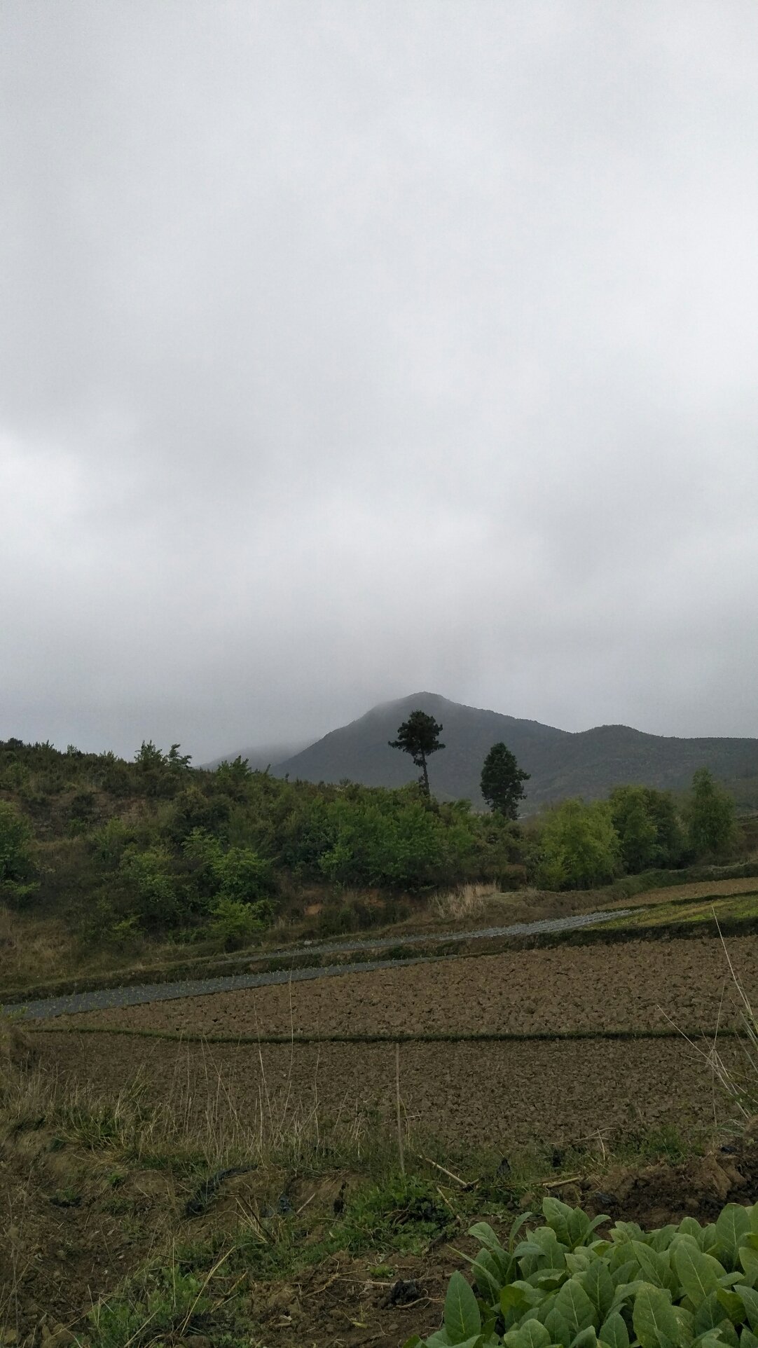 老君坡村委会最新天气预报与气象分析概览