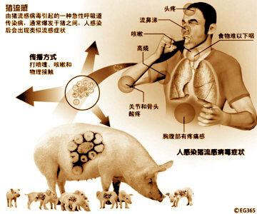 猪流感全球防控最新进展及应对策略报道