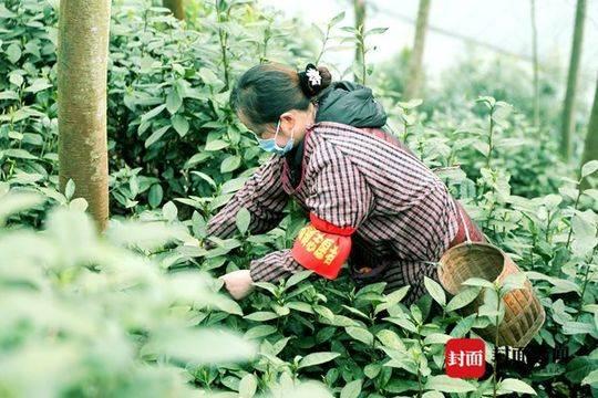双福复工最新动态更新，最新进展与消息汇总